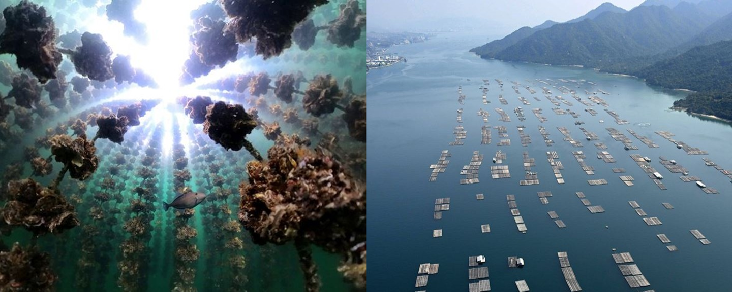 広島カキ支援イメージ